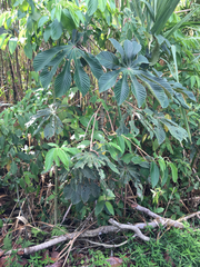 Cecropia obtusifolia