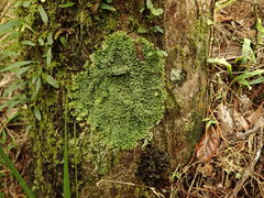 Pannaria minutiphylla