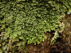 Pannaria minutiphylla