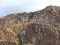 Eucalyptus alba