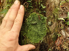 Pannaria minutiphylla