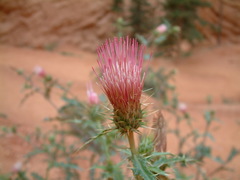 Cirsium arizonicum