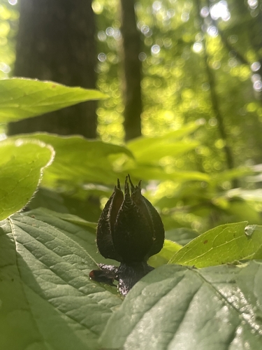 Stewartia ovata, 2026-07-27