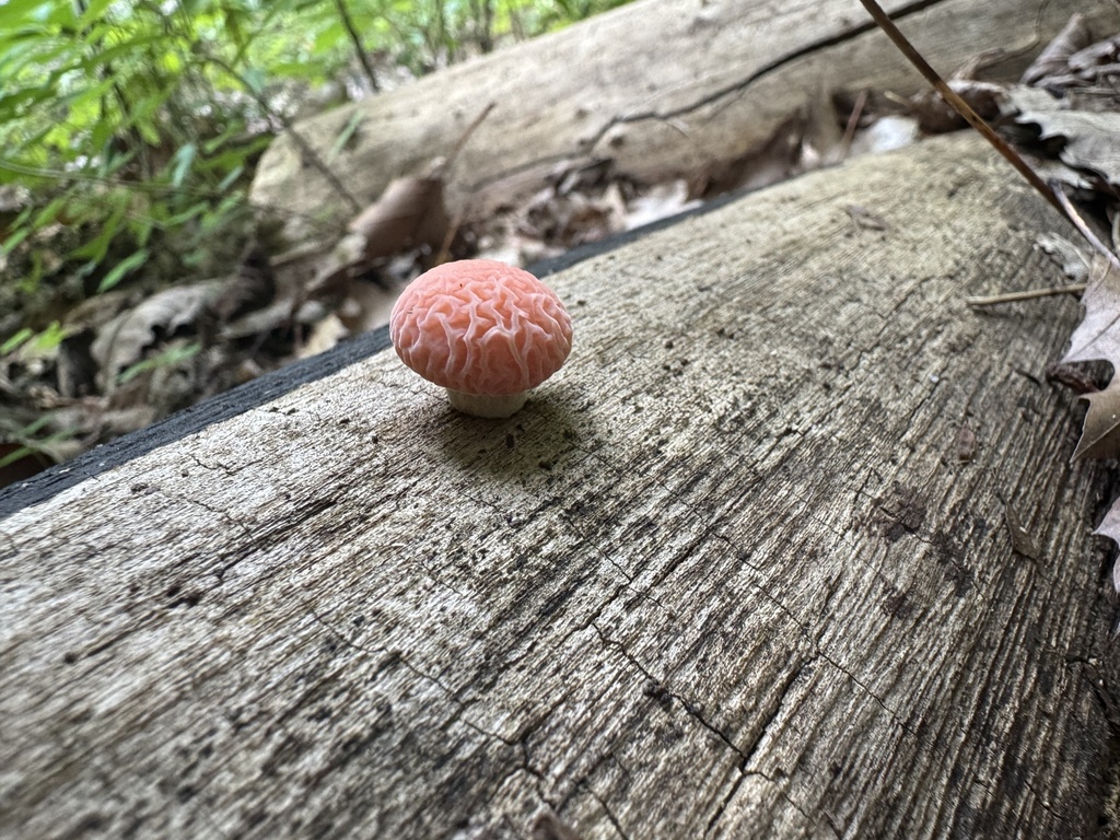 Rhodotus reticeps · July 2026 · photo: Photo: (c) SiphonophoreSlinger, some rights reserved (CC BY) · iNaturalist