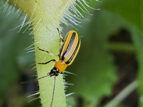 Striped cucumber beetle