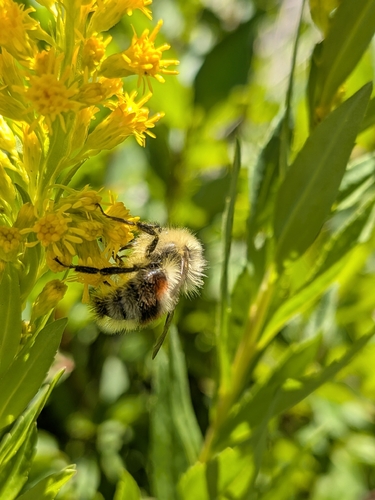 iNaturalist observation photo of Bumble Bees