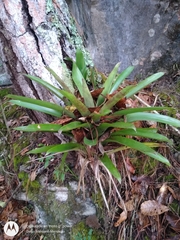 Werauhia