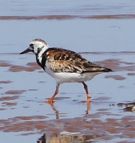 iNaturalist image