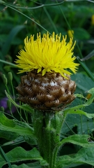 author not stated, no rights reserved Centaurea macrocephala, photograph author not stated, no rights reserved