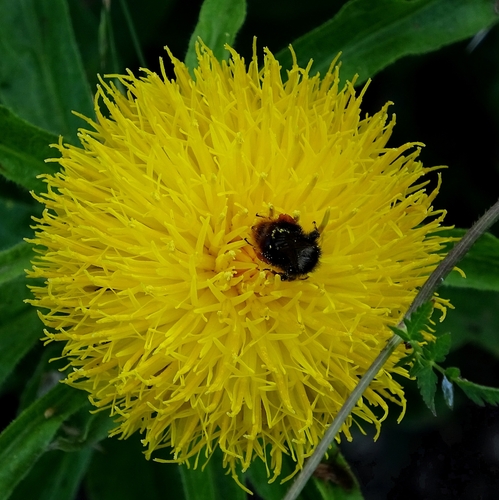 Centaurea macrocephala, photograph 5
