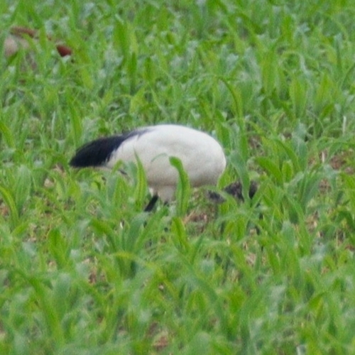 iNaturalist image
