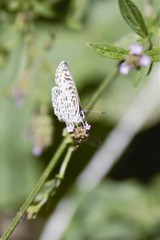 Leptotes cassius cassius