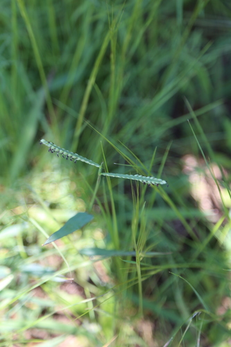 Paspalum pubiflorum observed 2020-04-24