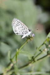 Leptotes cassius cassius