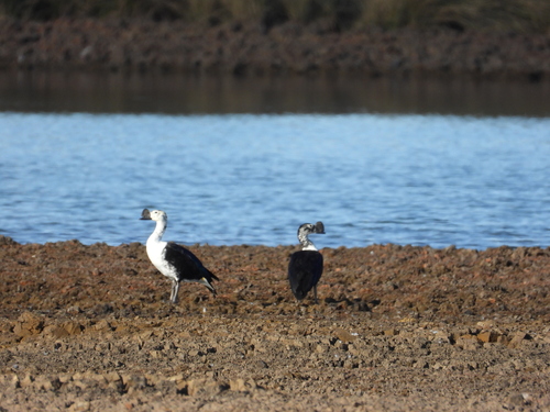 Comb Duck (Sarkidiornis sylvicola), photo 8