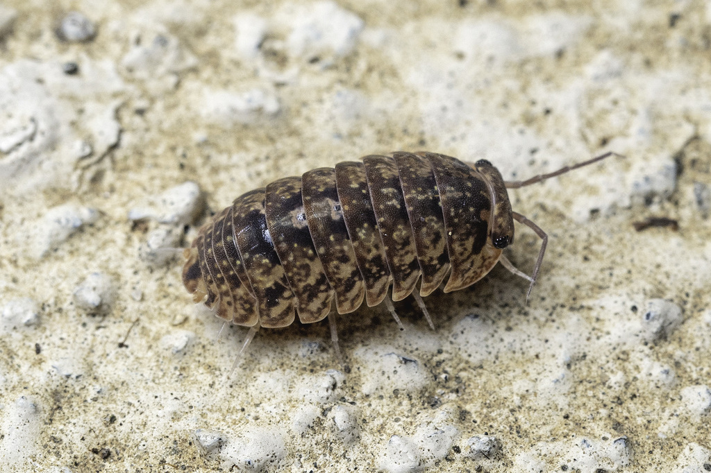Armadillo intermixtus