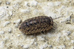 Armadillo intermixtus