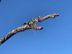 Cattleya violacea, photograph (c) Judy Gallagher, some rights reserved (CC BY-SA)