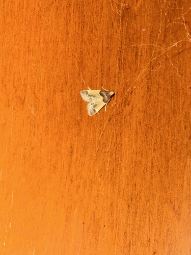 Meal moth
