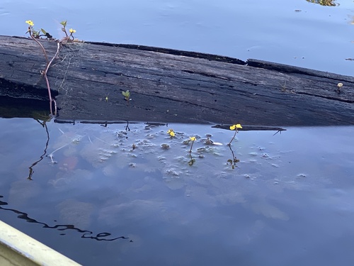 Utricularia foliosa, photograph 2