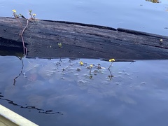 (c) Judy Gallagher, some rights reserved (CC BY-SA) Utricularia foliosa, photograph (c) Judy Gallagher, some rights reserved (CC BY-SA)