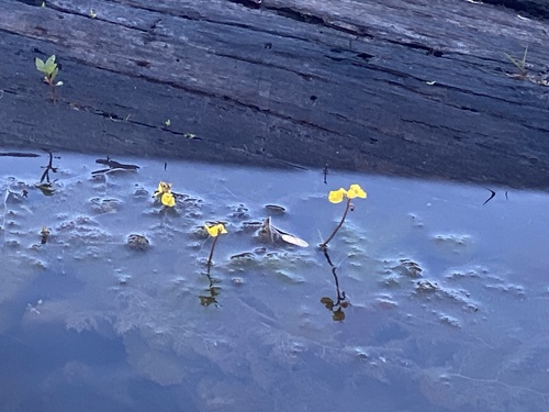 Utricularia foliosa, photograph 1