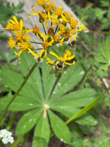 iNaturalist observation photo of Forest Bumble Bee