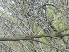 Setophaga coronata coronata