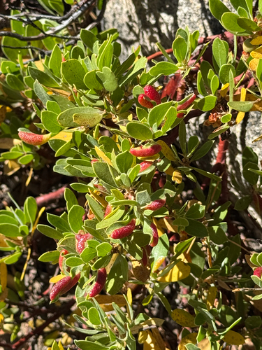 iNaturalist observation photo of Manzanita Leafgall Aphid