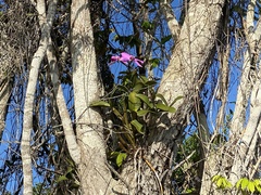 Cattleya violacea
