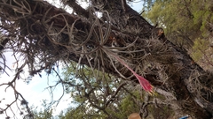 Tillandsia erubescens