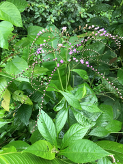 Eirmocephala brachiata