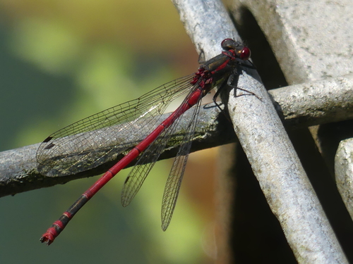 Large Red Damselfly photo 3