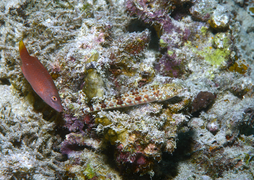 Synodus binotatus observed 2026-07-09