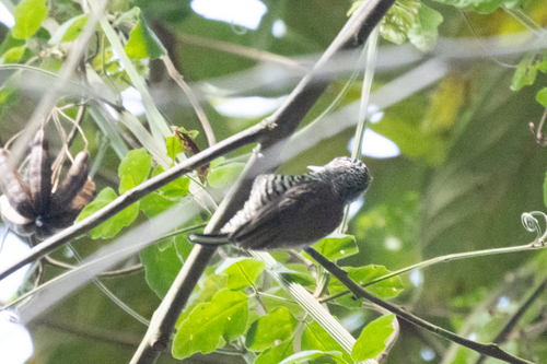 White-barred Piculet