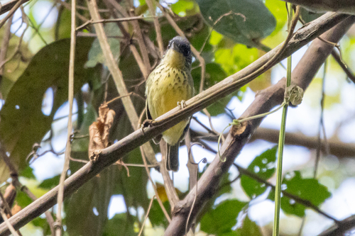 Spot-breasted Antvireo