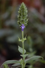 Salvia hispanica