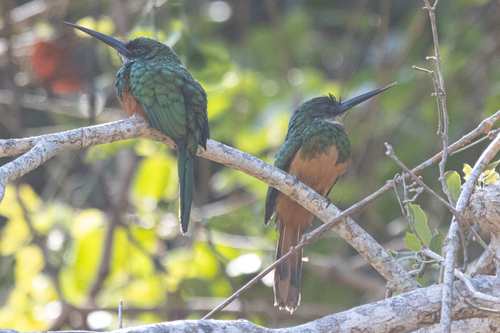 Rufous-tailed Jacamar