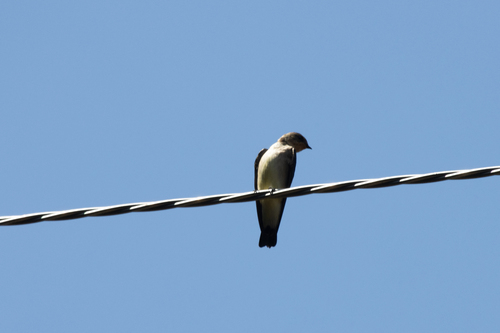 Southern Rough-winged Swallow
