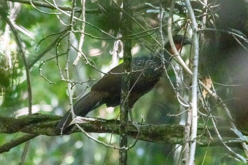 Dusky-legged Guan