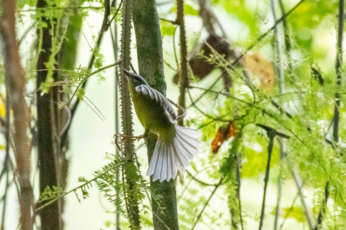 Golden-crowned Warbler