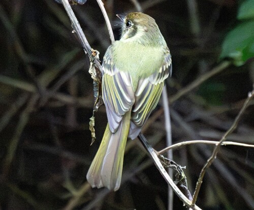 Sepia-capped Flycatcher