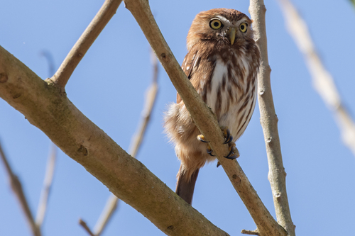 Ferruginous Pygmy-Owl