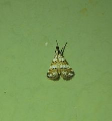 Eurhythma cataxia