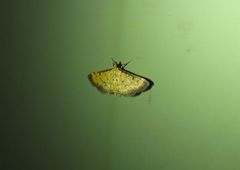 Herpetogramma hipponalis