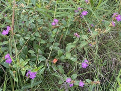 Tibouchina aspera