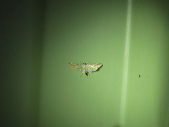 Parapoynx dentizonalis