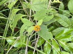 Tilesia baccata