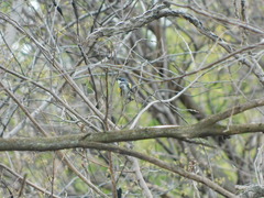 Setophaga coronata coronata