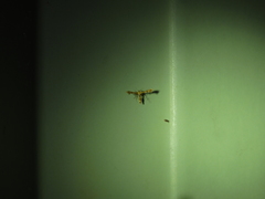 Nippoptilia cinctipedalis